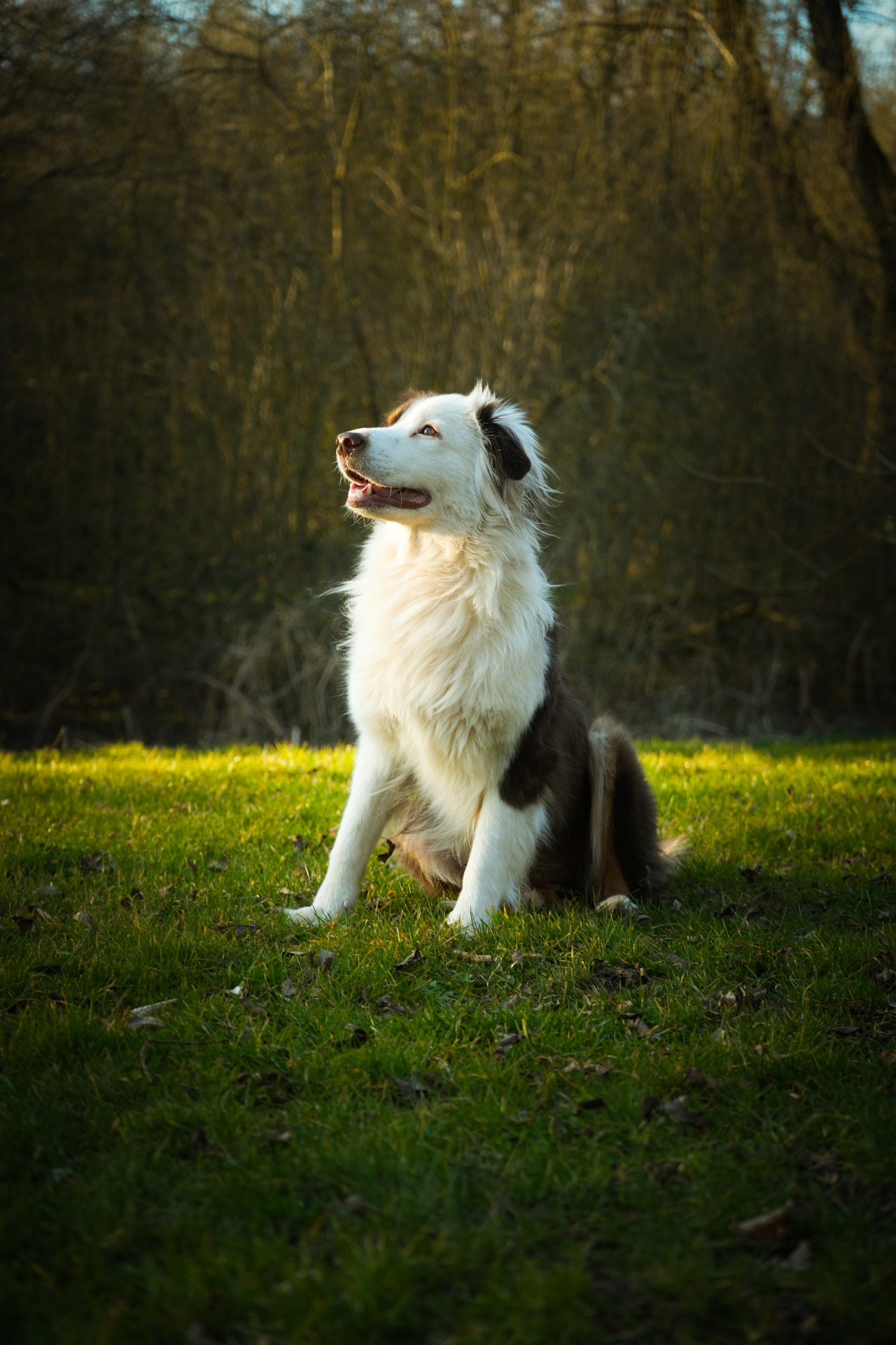 animaux